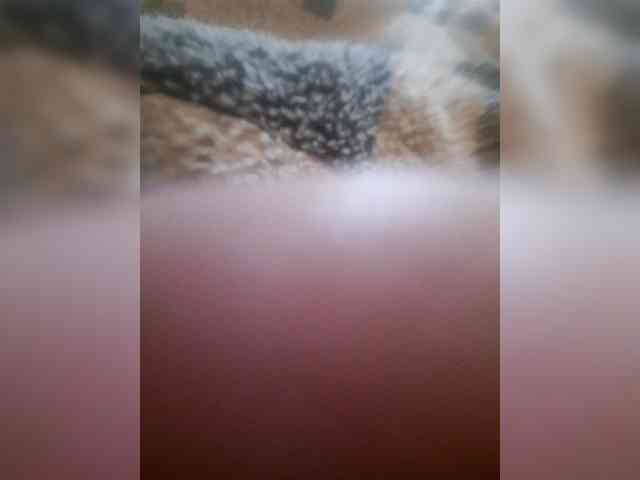 bulochka733 webcam