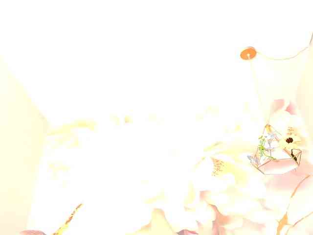 nylaroyale webcam