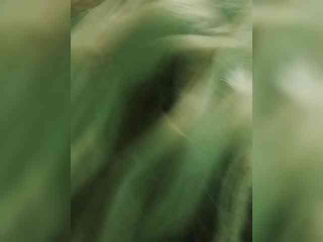 Kolibrii webcam