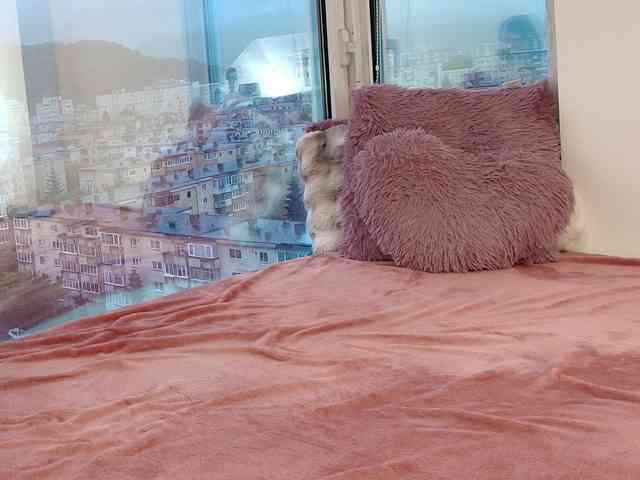 CrystalDomme webcam