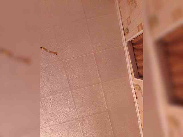 Grex007 Sex Cam Show