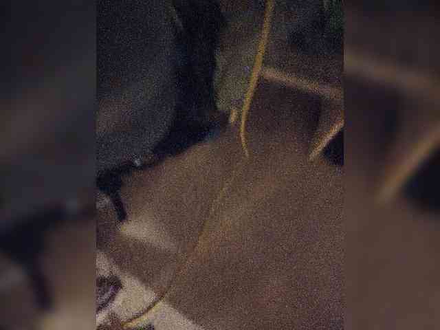 Grex007