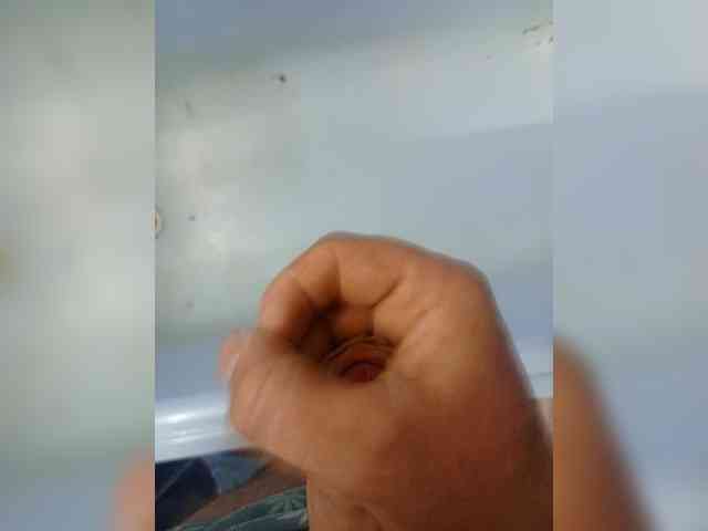 Alex229236 Alex229236