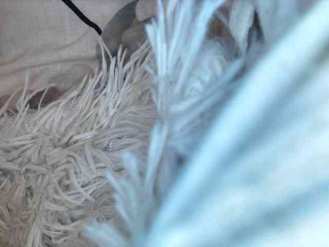 Sexydianaa25 webcam