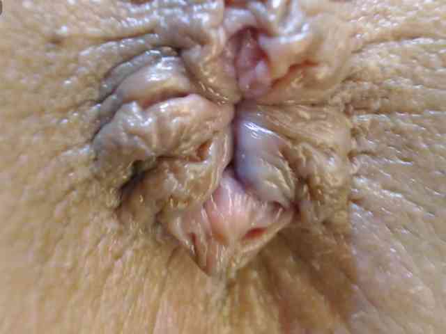 alonddra-tay webcam