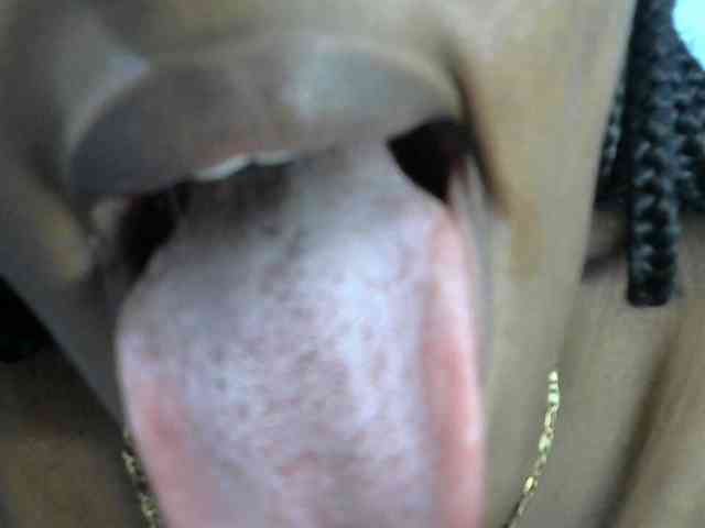 Trisha254 webcam
