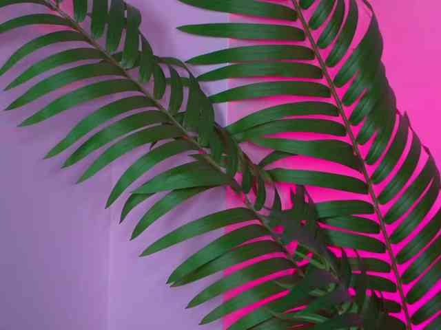 EssenaMonroe webcam