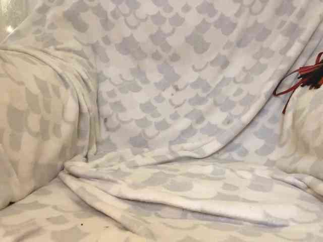 RosariaFrankland webcam