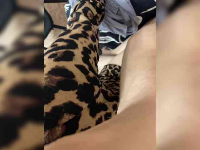 SexAnya Live Webcam on BongaCams