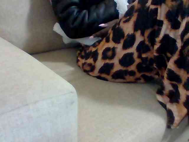 Dollie webcam