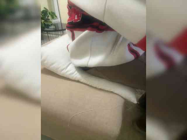Dollie webcam