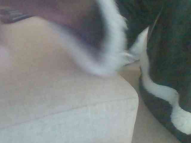 Dollie webcam