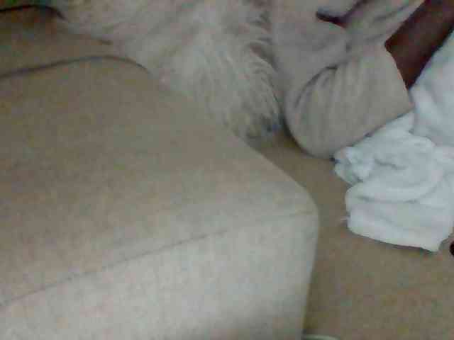 Dollie webcam