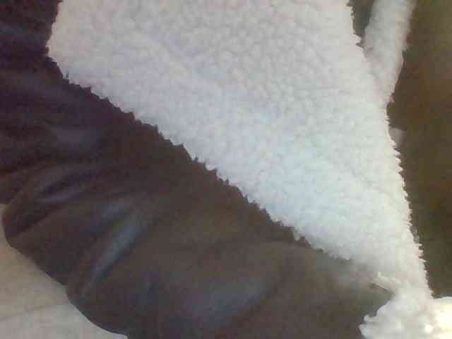 Dollie webcam