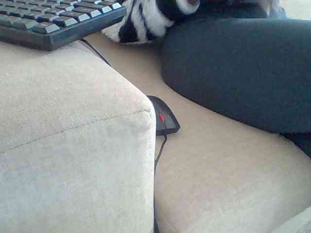 Dollie webcam