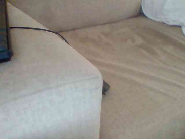 Dollie webcam