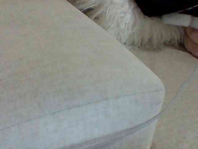 Dollie webcam