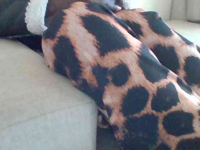 Dollie webcam
