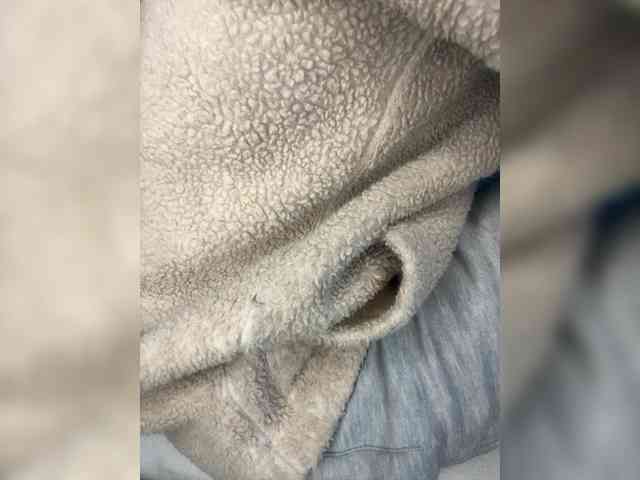Dollie webcam