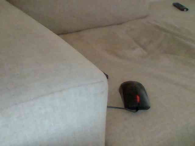 Dollie webcam