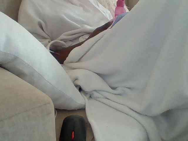 Dollie webcam