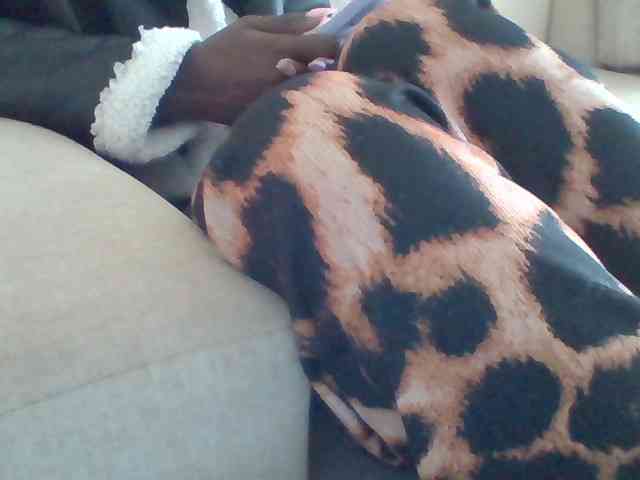 Dollie webcam