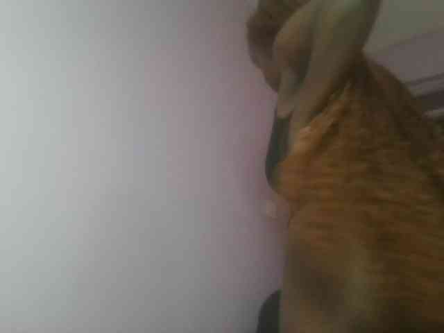 nudevelvet webcam