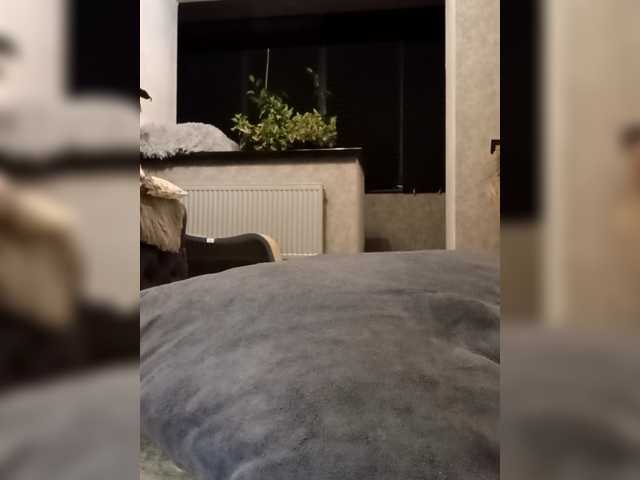 Sofaa live cam on BongaCams