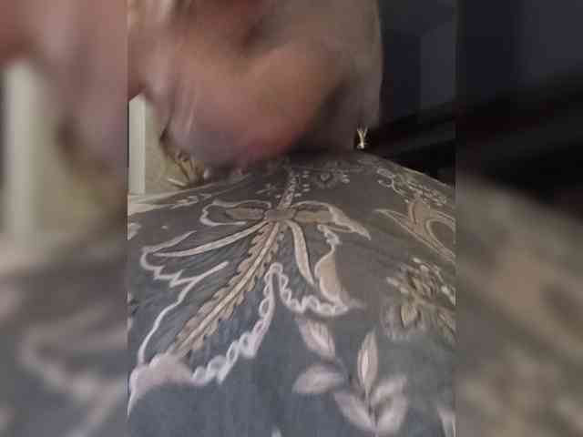 Sofaa webcam