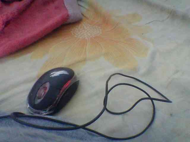 Niella1 webcam