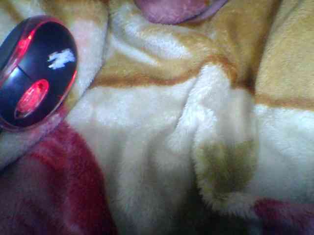 Niella1 webcam
