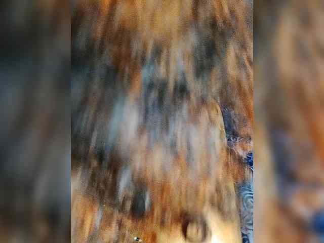 Charish webcam