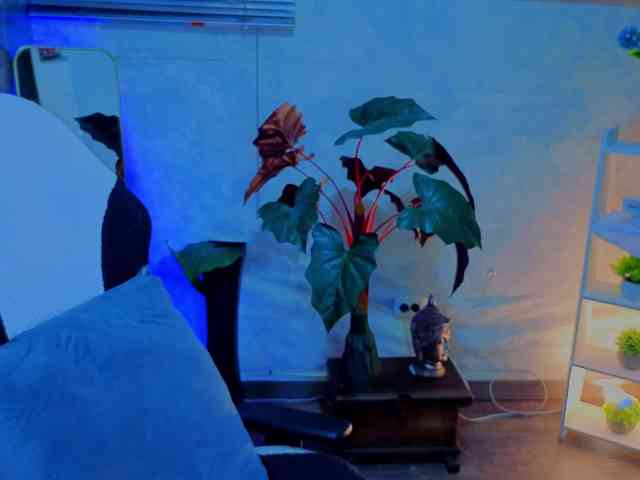 Pixxiie webcam