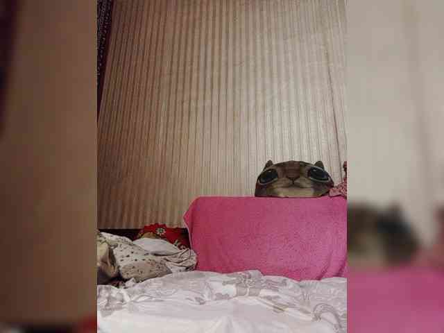 milisenta webcam