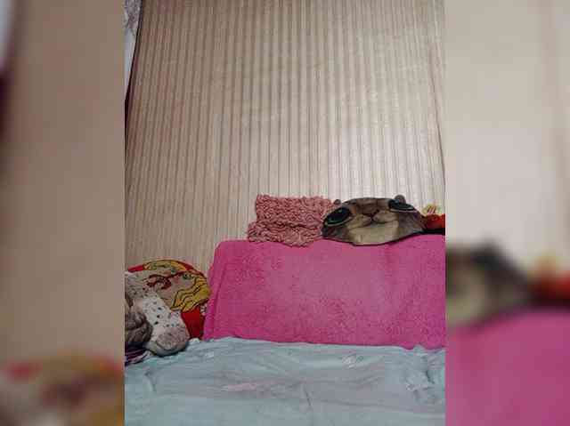 milisenta webcam