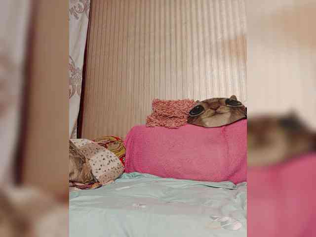 milisenta webcam