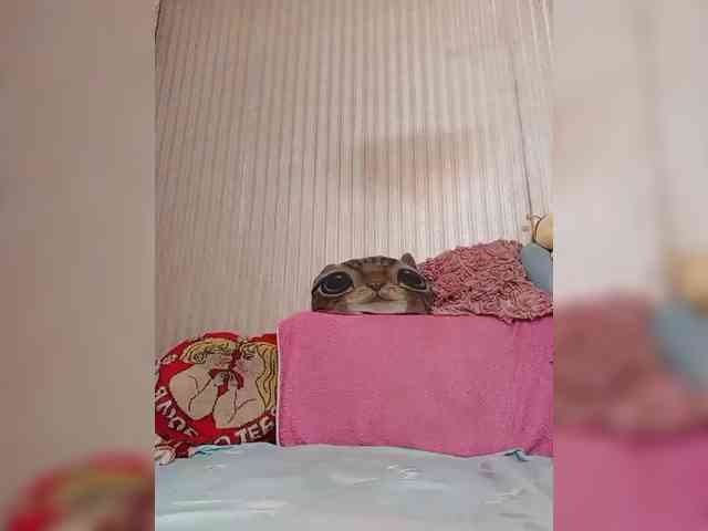 milisenta webcam