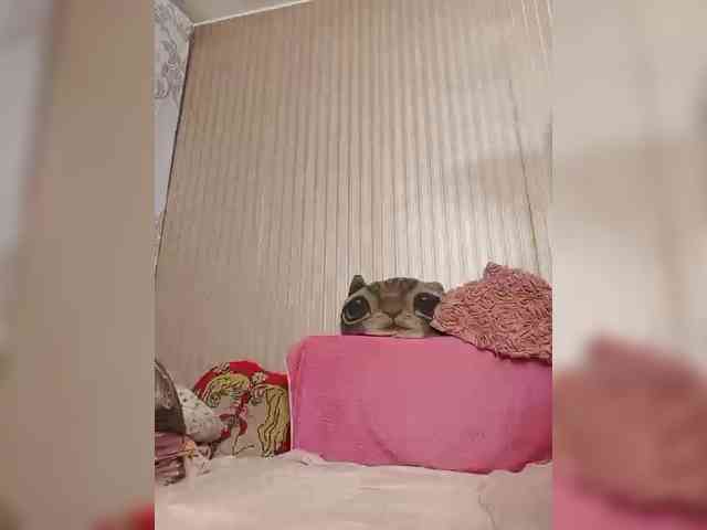 milisenta webcam