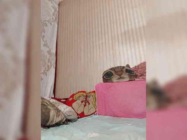 milisenta webcam
