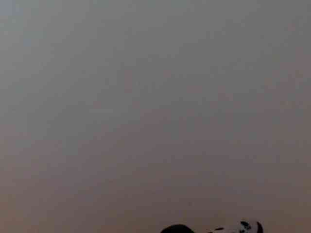 meganmiauu webcam