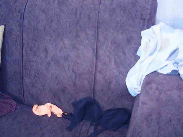 sexxylady webcam