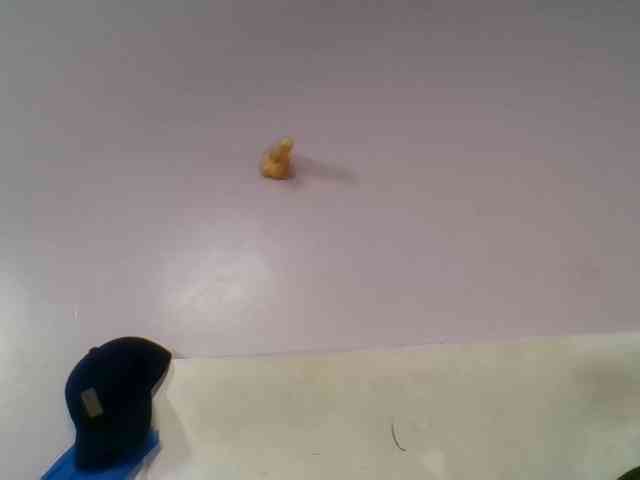 Kittydew webcam