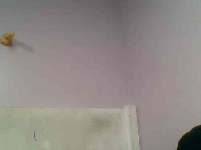 Kittydew webcam
