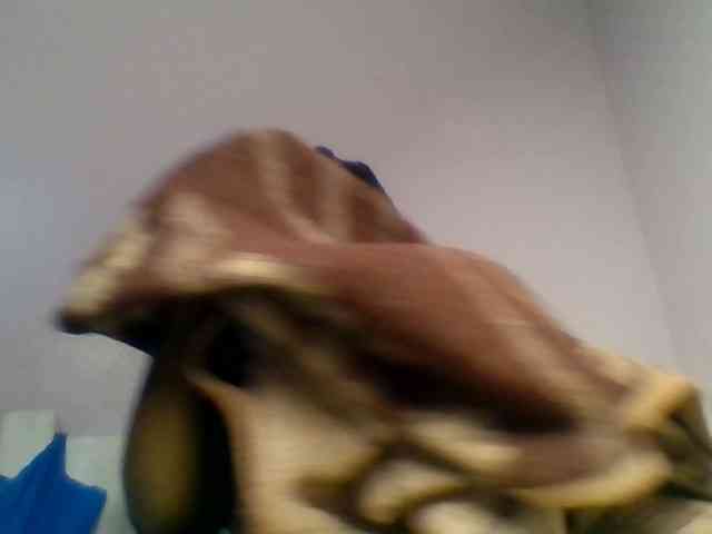 Kittydew webcam