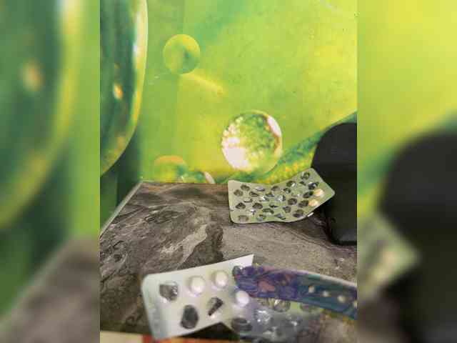 BongoBoginya webcam