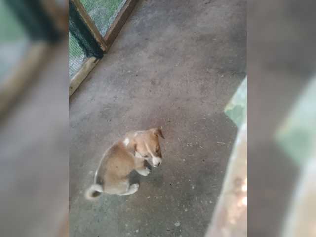 Andreyzer