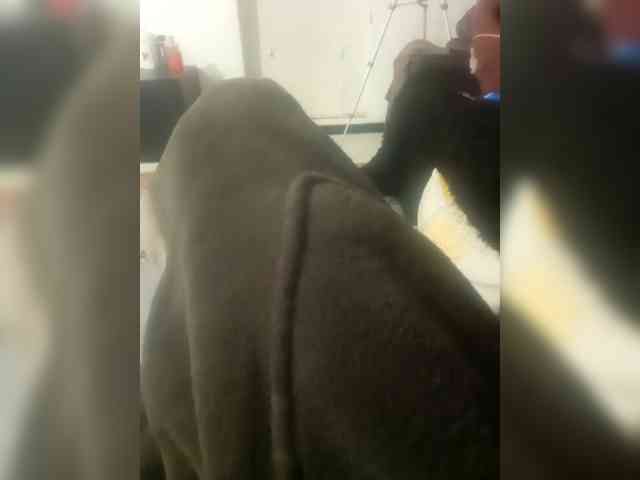 Andreyzer