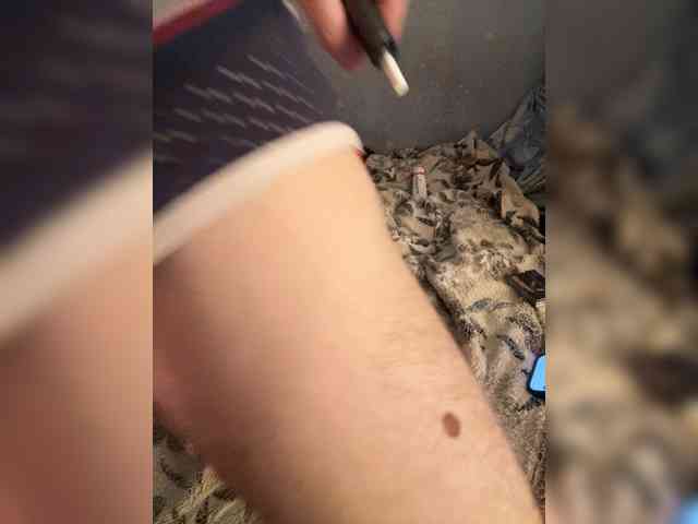 Fenixy