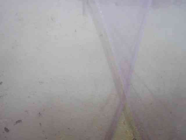 Creamyypussy webcam