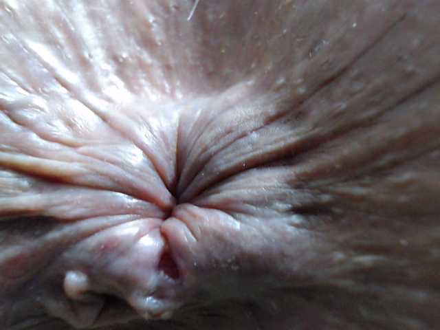 rosebbw6969 live webcam show